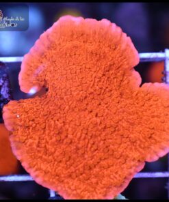 Montipora capricornis naranja