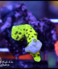 Green montipora