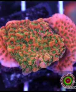 Tropic thunder montipora