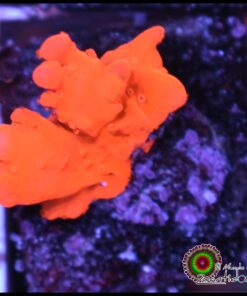 Montipora setosa naranja