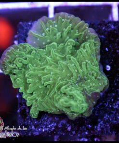 Green montipora