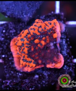Dragon fruit montipora
