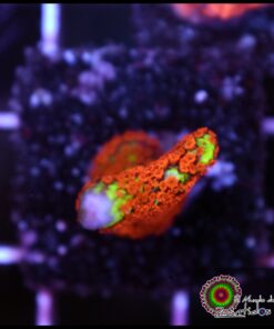 Forest fire montipora