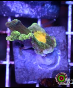 Space invader pectinia