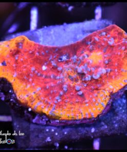 Asgard lighting chalice