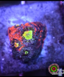 Pink bubies grafted chalice