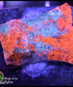 Nacho cheese chalice