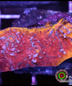 Asgard lighthing chalice