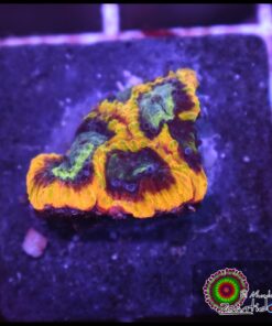 Yellow submarine favia