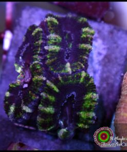 Acan ultra