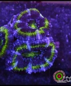 Acan ultra