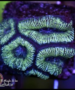 Acan glitter