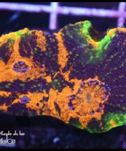 Acan echinata grafted