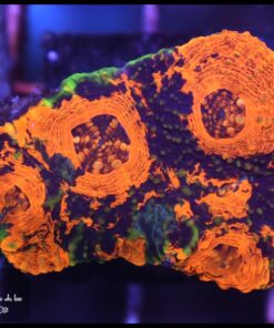 Acan echinata grafted
