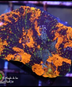 Acan echinata grafted