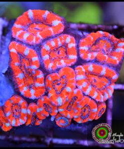 Acan ultra