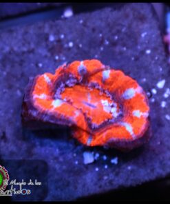 Acan ultra