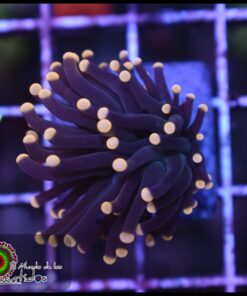 Black orange tips torch