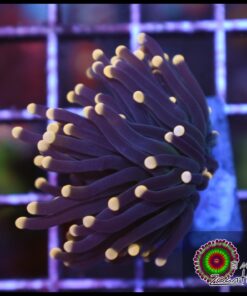 Black orange tips torch