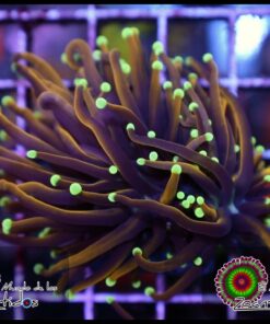 Jester torch 2 cabezas unidas