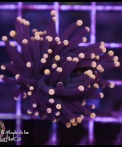 Black orange tips torch