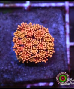 Rainbow sunset goniopora