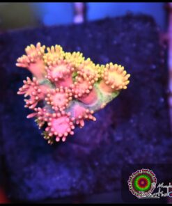 Princess peaches goniopora