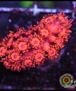 Red goniopora