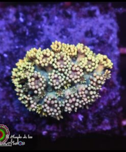 Rainbow goniopora
