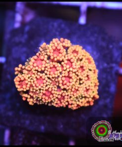 Rainbow sunset goniopora