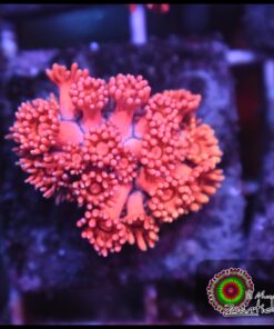 Rainbow pink goniopora