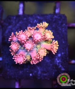 Princess peaches goniopora