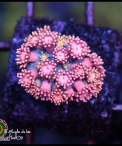 Princess peaches goniopora