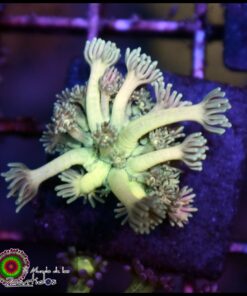 Green light goniopora