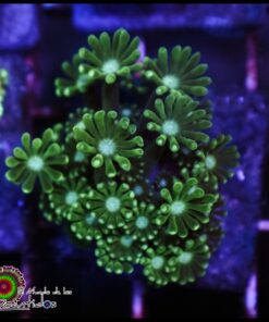 Green alveopora