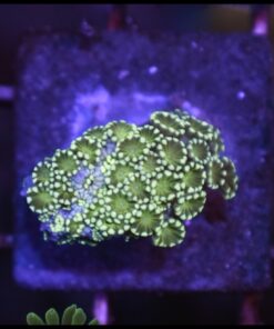 Green alveopora