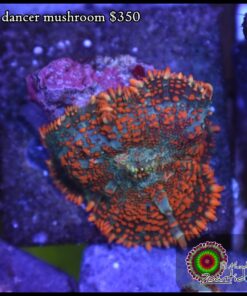 Fire dancer mushroom