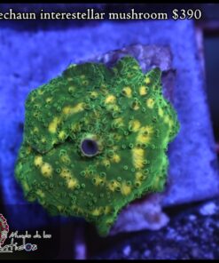 Leprechaun interestellar mushroom