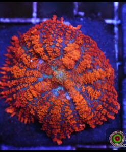 Drops of fire mushroom