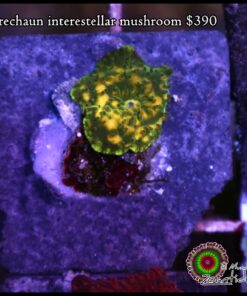 Leprechaun interestellar mushroom