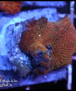 Orange spot mushroom