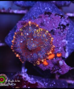 Orange rim purple rhodactis