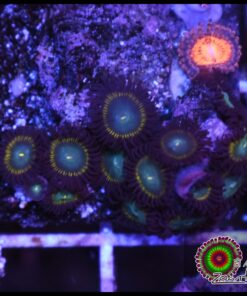 Saltwater taffee zoa