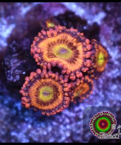 Alien antivenom zoas