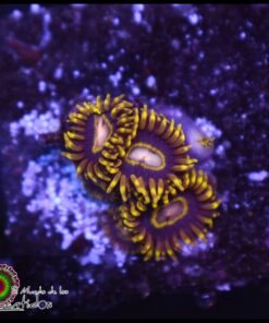 Blue hornet zoas