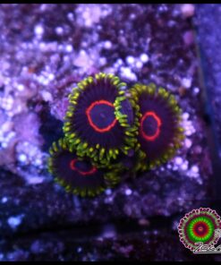 Purple heart red ring zoas