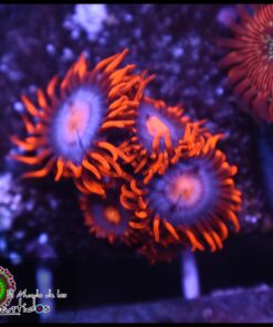 Neuralizer zoas