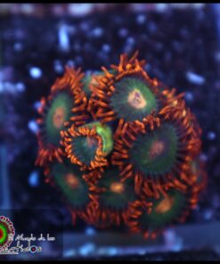 Gatorade zoas