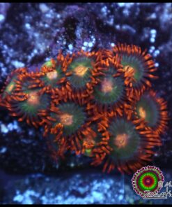 Gatorade zoas