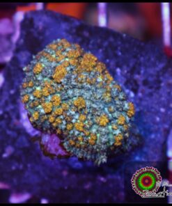 Confetti bounce mushroom